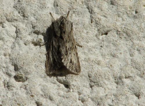 Réf. 195 688 : Asteroscopus sphinx